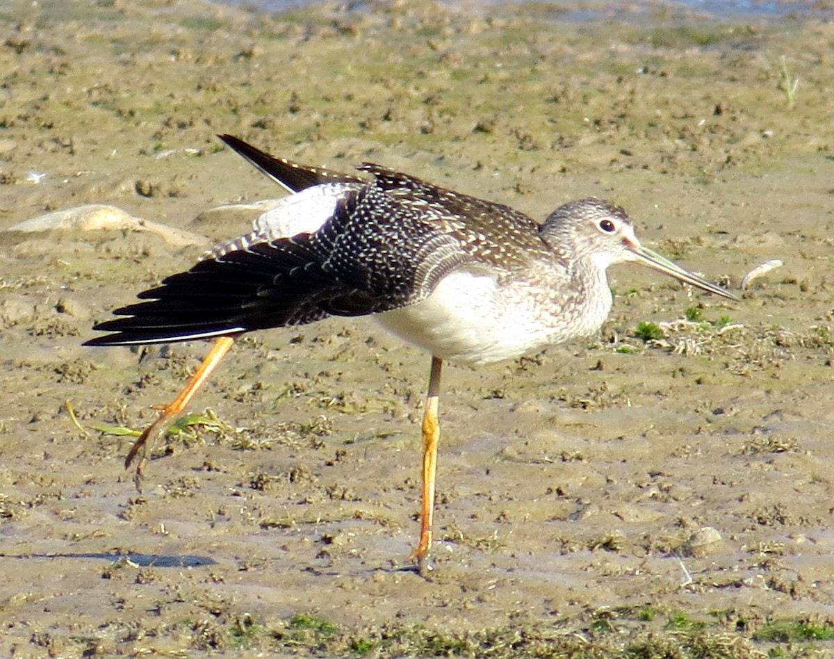 Greater Yellowlegs - ML34523651