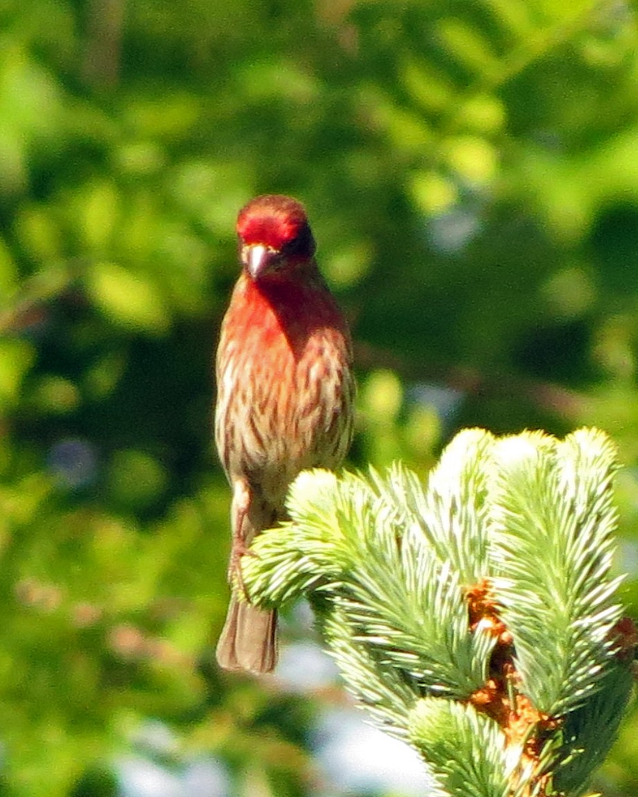 House Finch - ML345236571