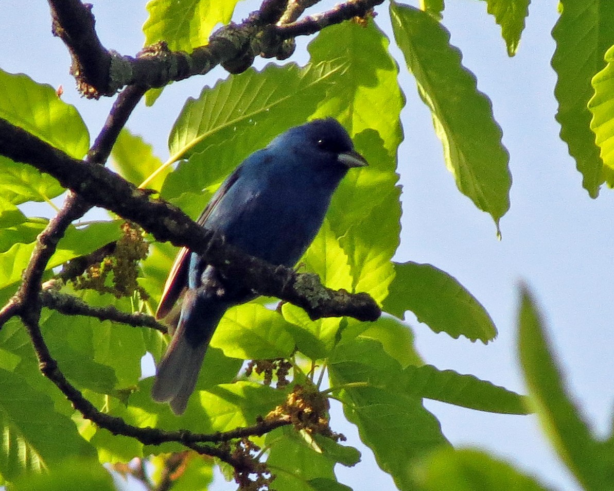 Indigo Bunting - ML345236621