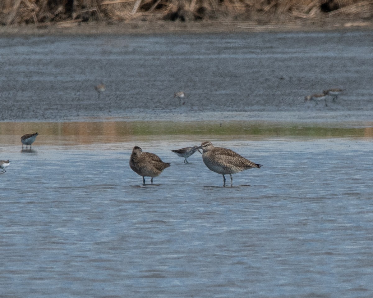 Whimbrel - ML345238681