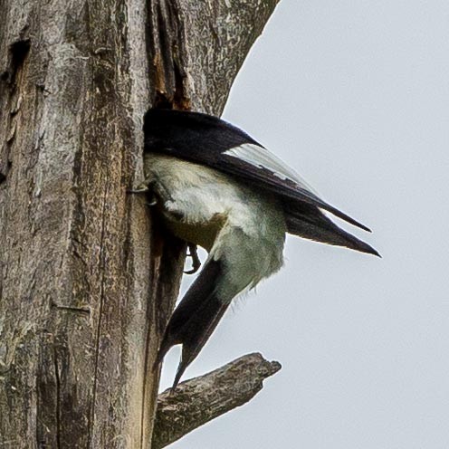 Red-headed Woodpecker - Eric Juterbock