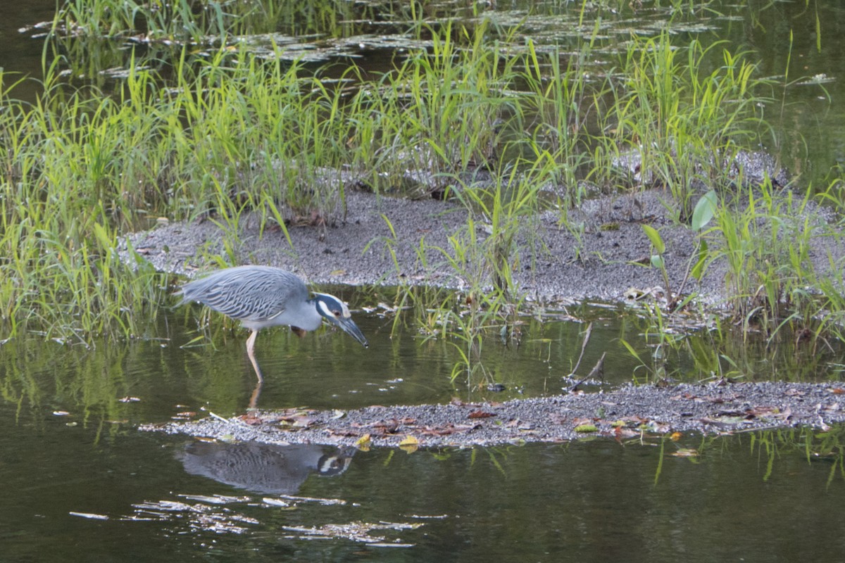 Yellow-crowned Night Heron - ML345240931