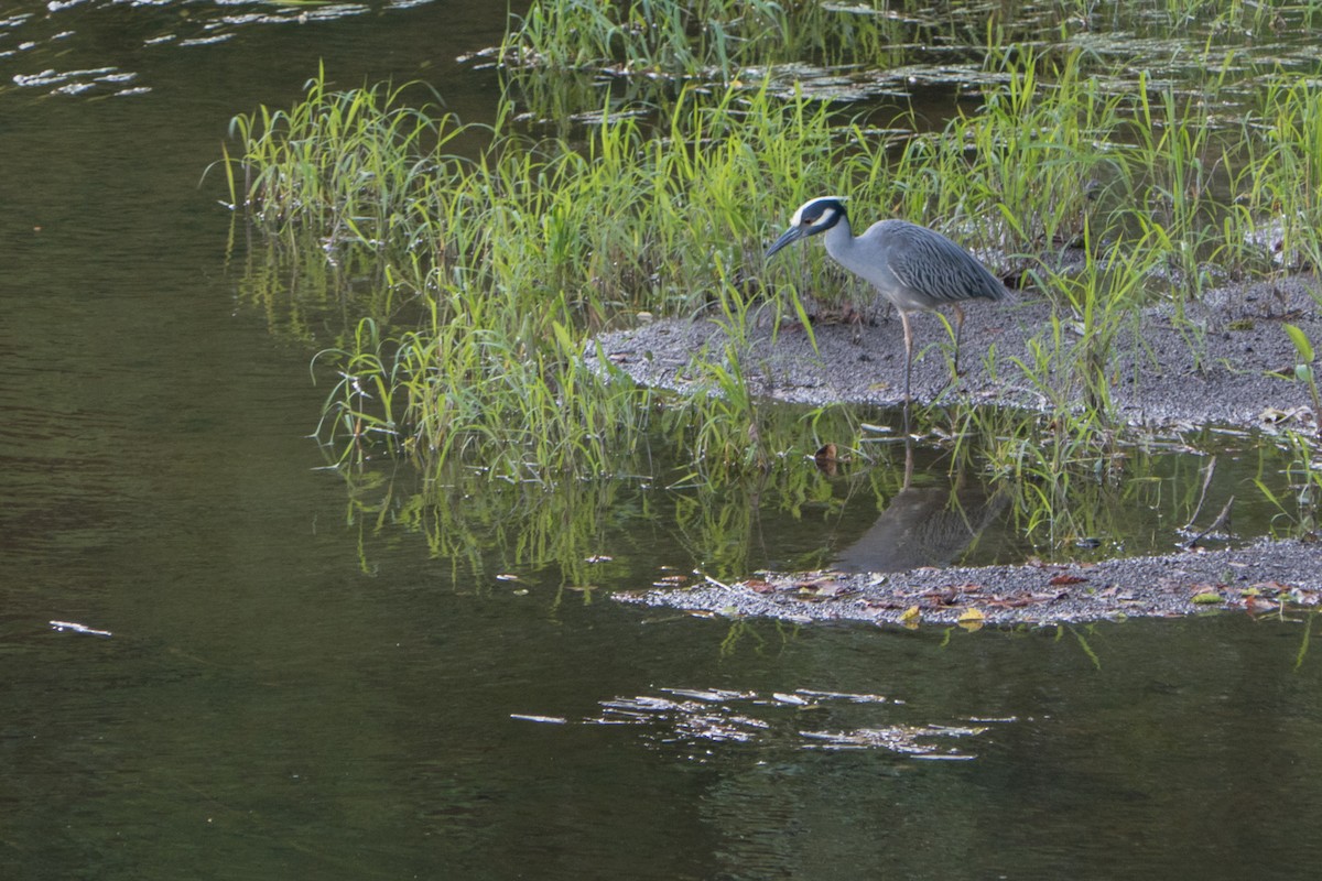 Yellow-crowned Night Heron - ML345240941