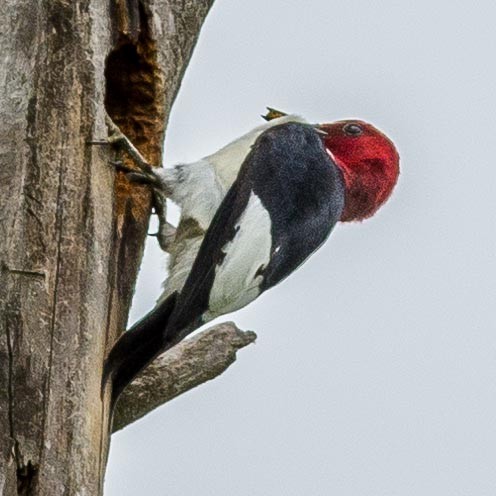 Pic à tête rouge - ML345241061