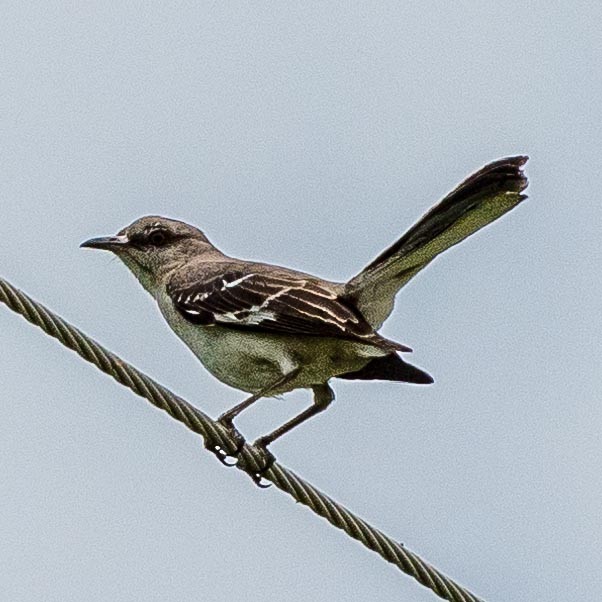 Northern Mockingbird - Eric Juterbock