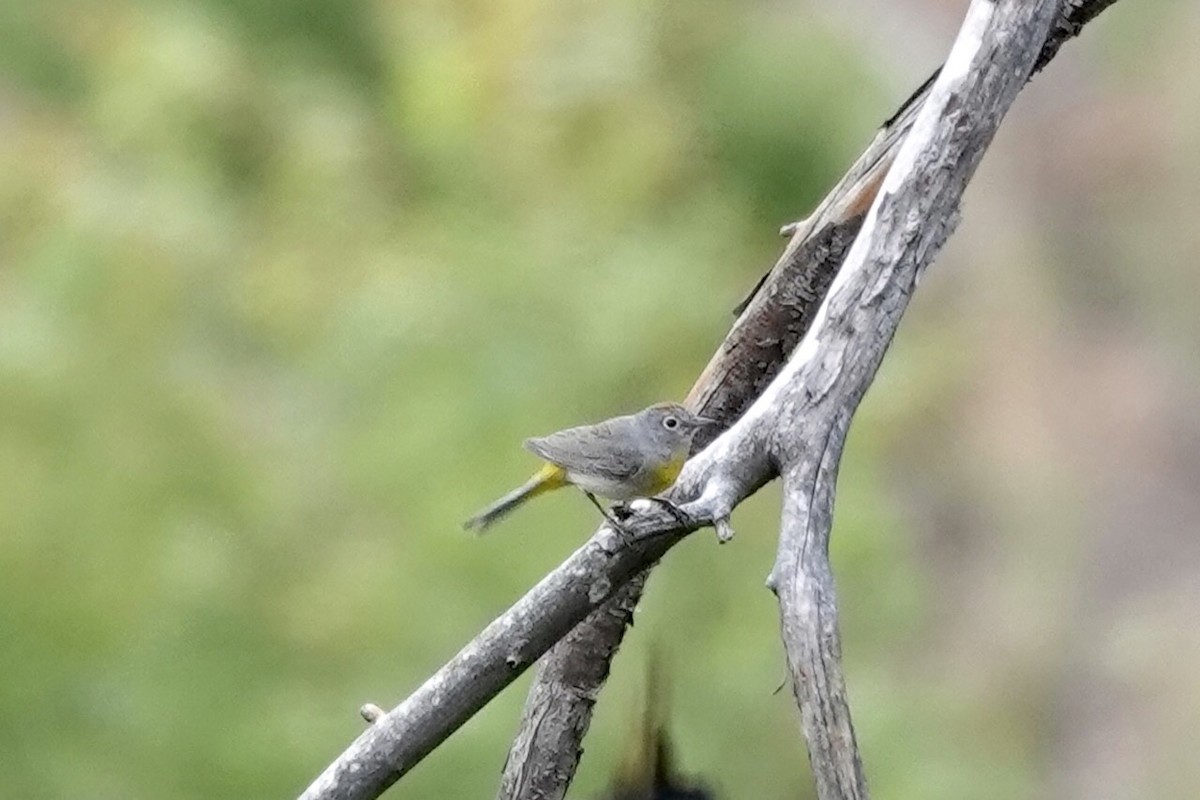 Virginia's Warbler - ML345241261