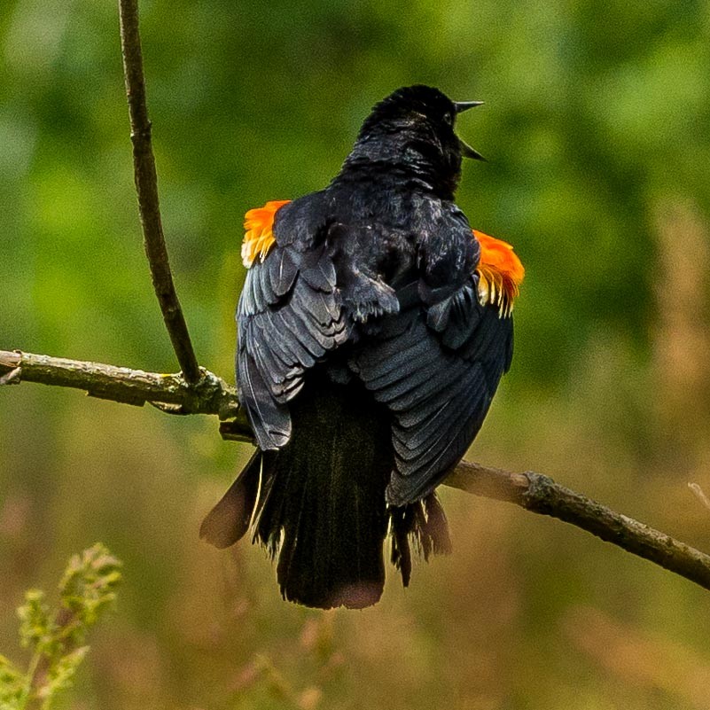 Red-winged Blackbird - ML345241301