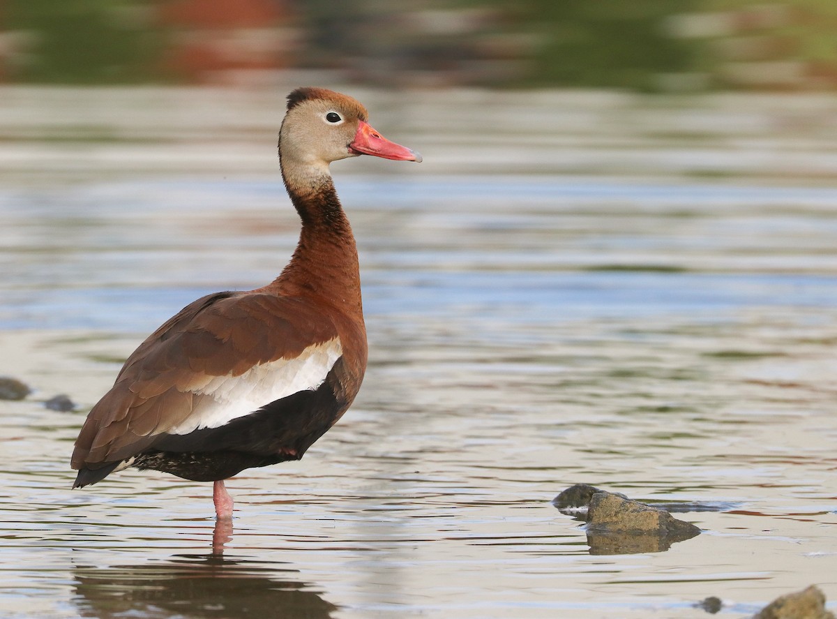 Dendrocygne à ventre noir - ML345241351