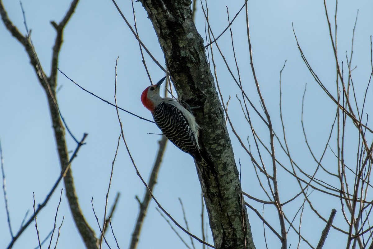 Red-bellied Woodpecker - ML345243031