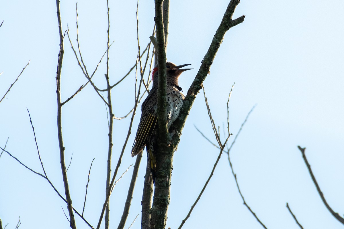 Northern Flicker - ML345243101