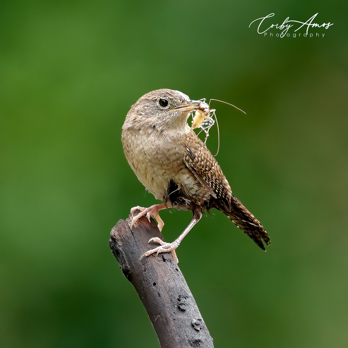 Northern House Wren - Corby Amos