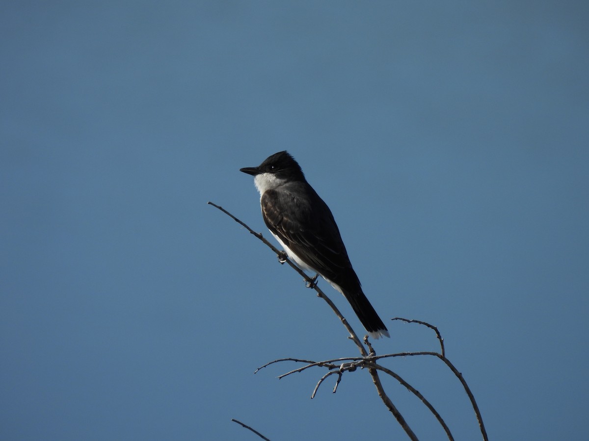 Eastern Kingbird - ML345243521