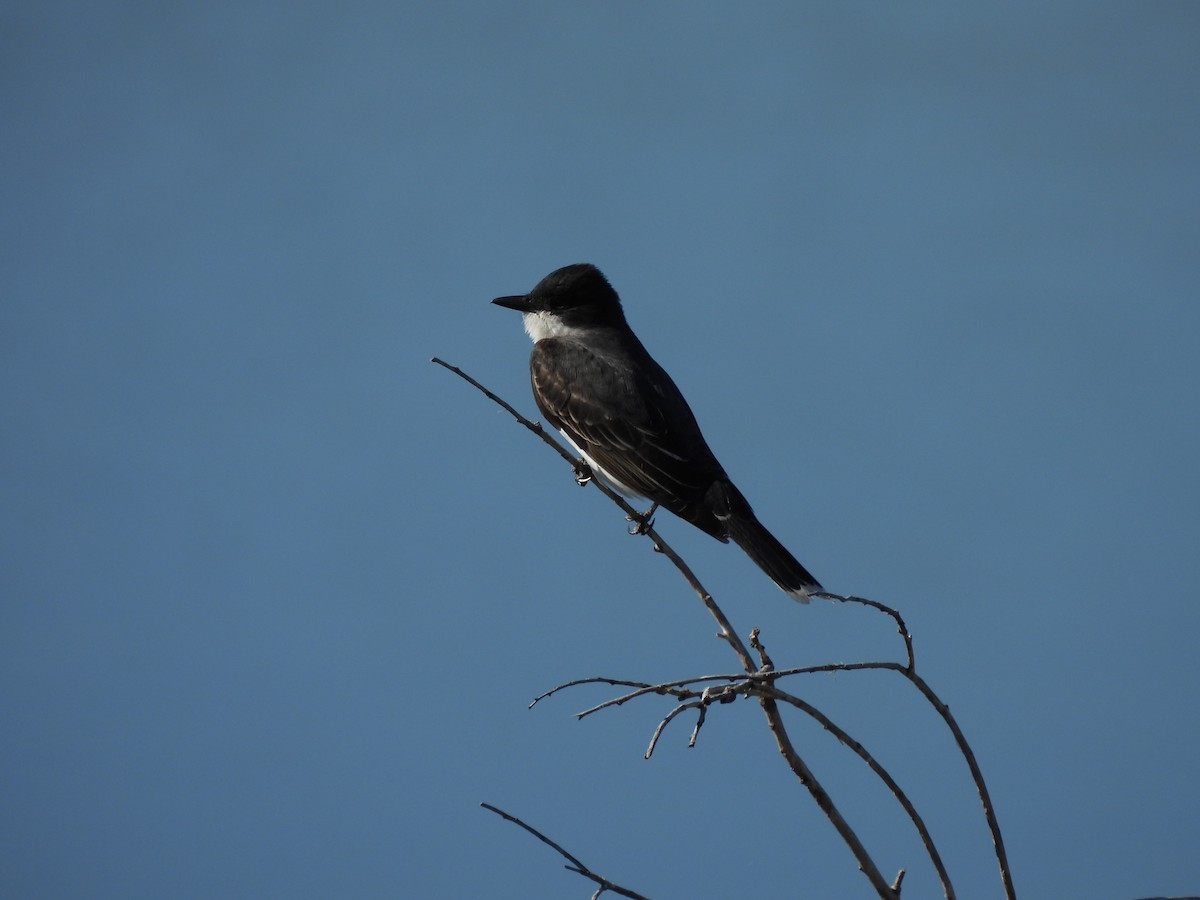 Eastern Kingbird - ML345243531