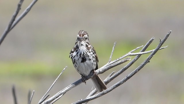 Song Sparrow - ML345244831