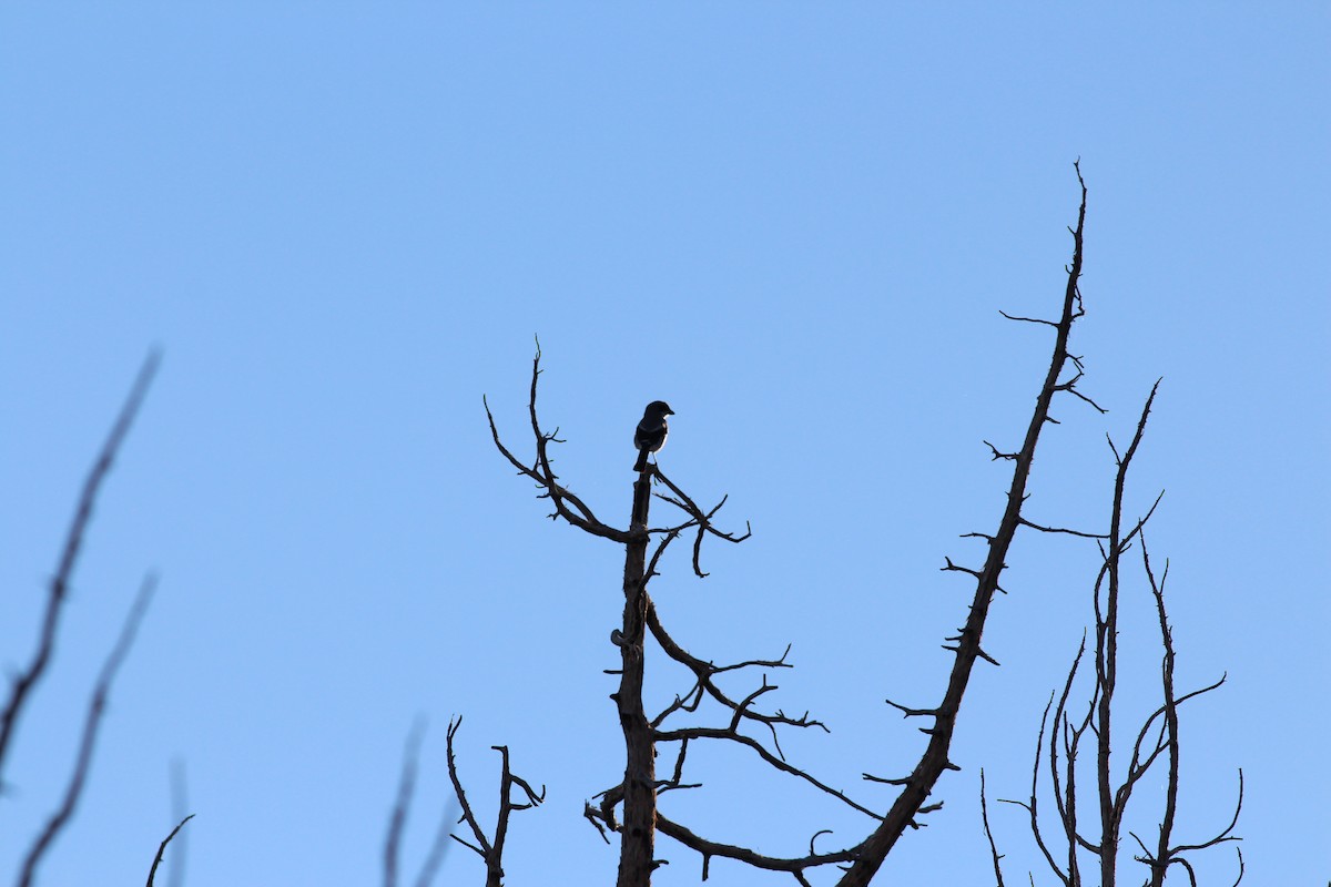 Loggerhead Shrike - ML345245651