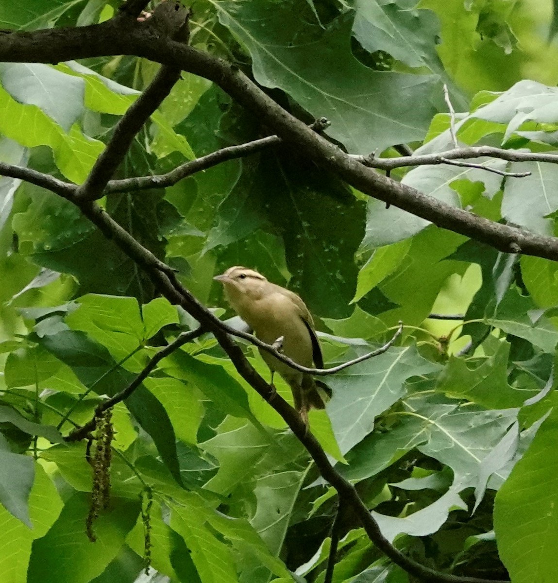 Worm-eating Warbler - ML345245941