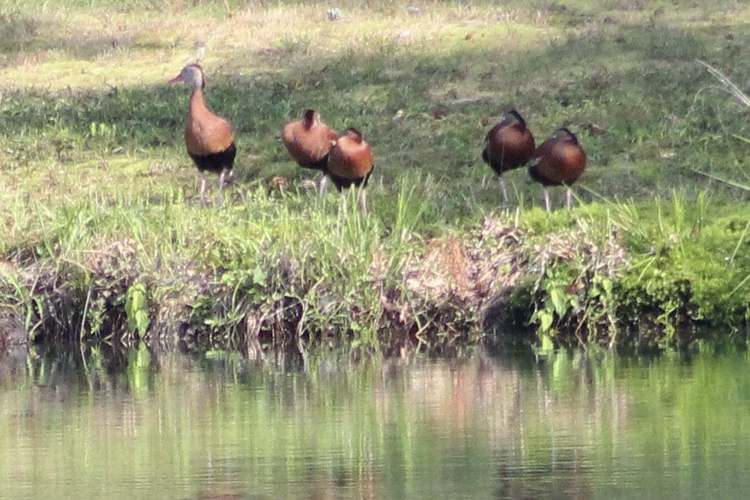 Black-bellied Whistling-Duck - ML345248571