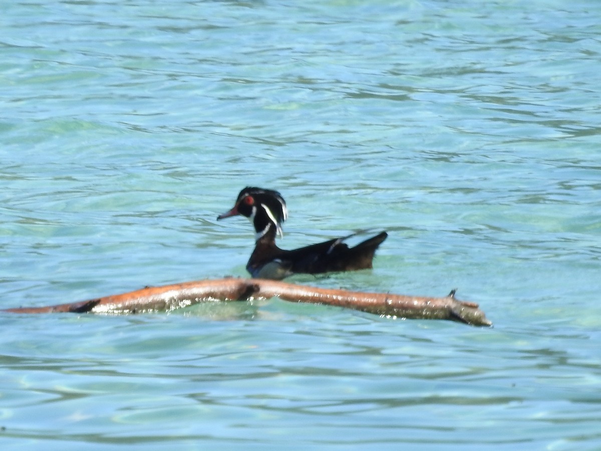 Wood Duck - ML345249061