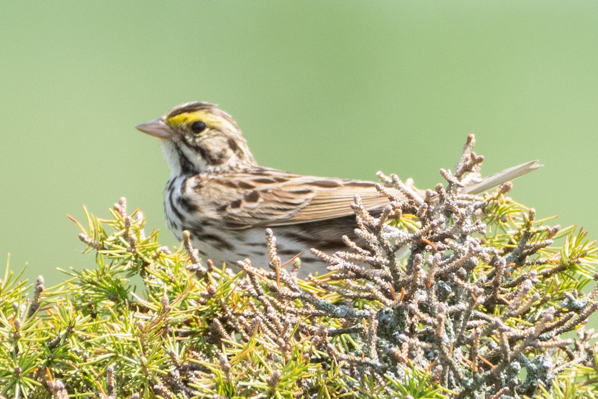 Savannah Sparrow - ML345249491