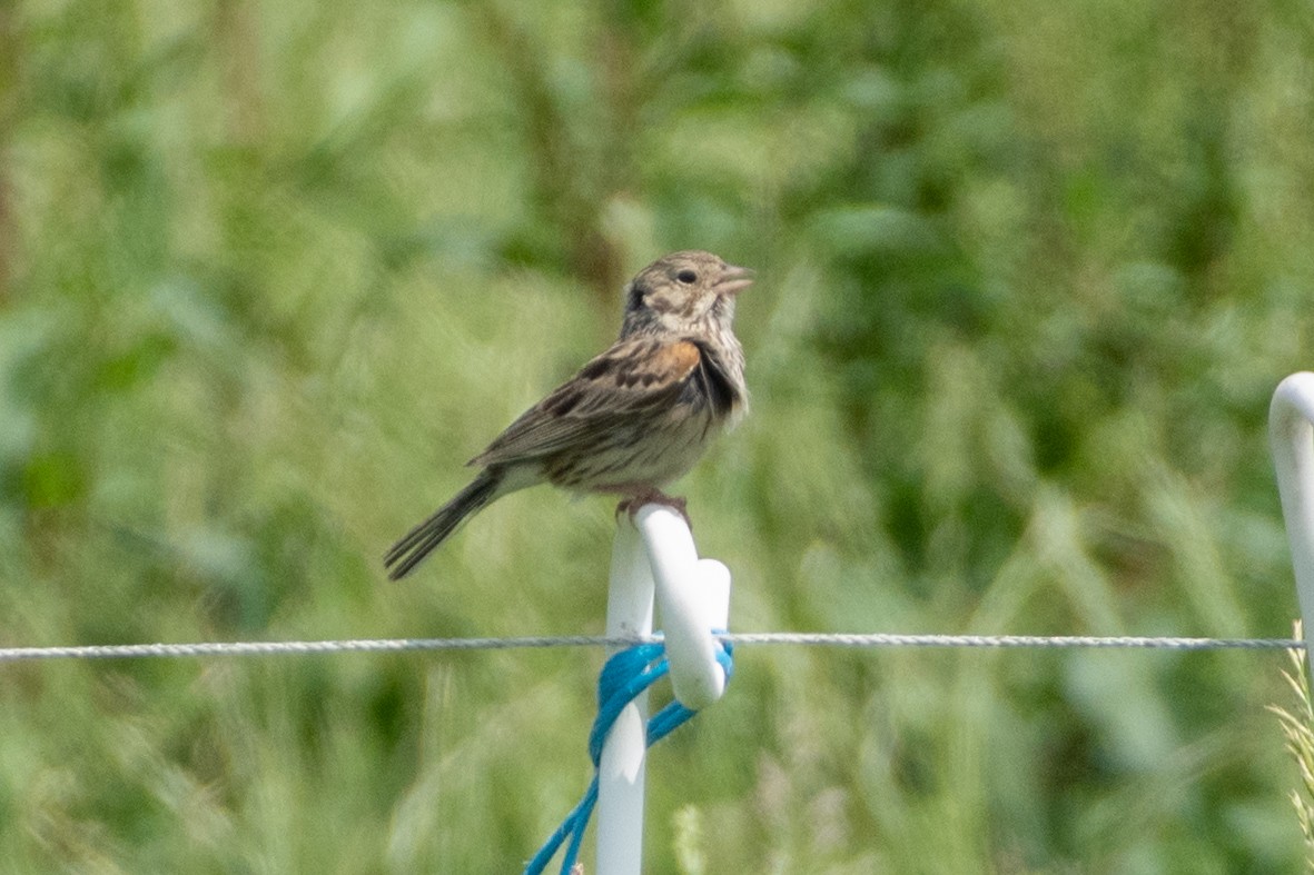 Vesper Sparrow - ML345249551