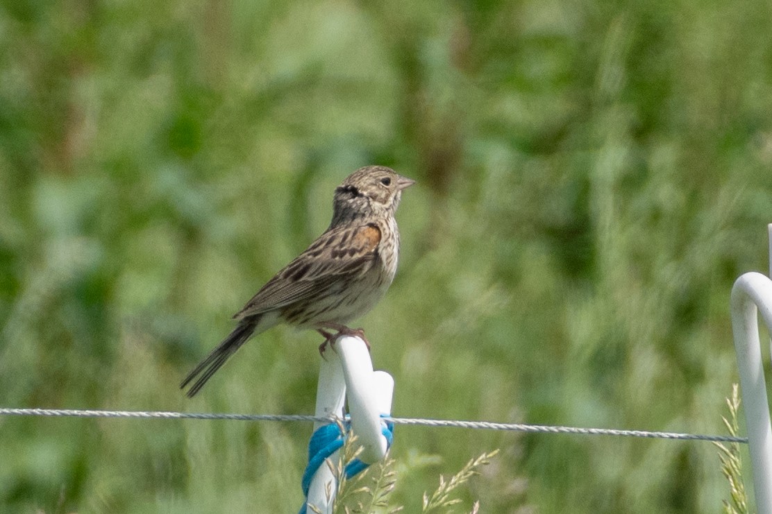 Vesper Sparrow - ML345249561