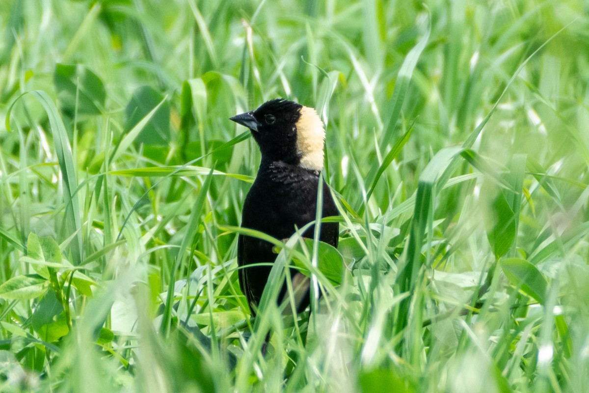 Bobolink - ML345249671