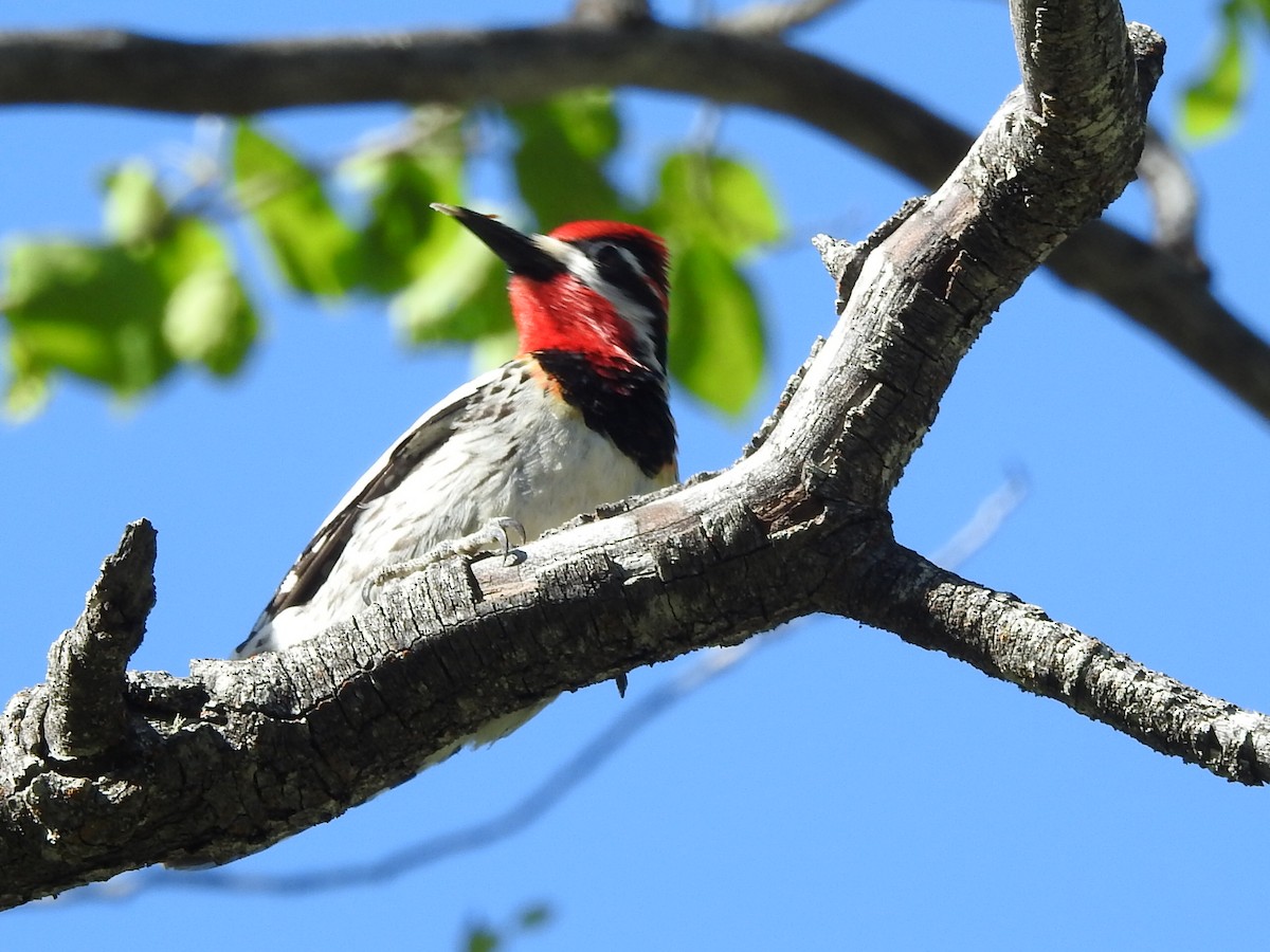 Red-naped Sapsucker - ML345251421