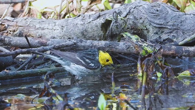 Paruline à tête jaune - ML345251711