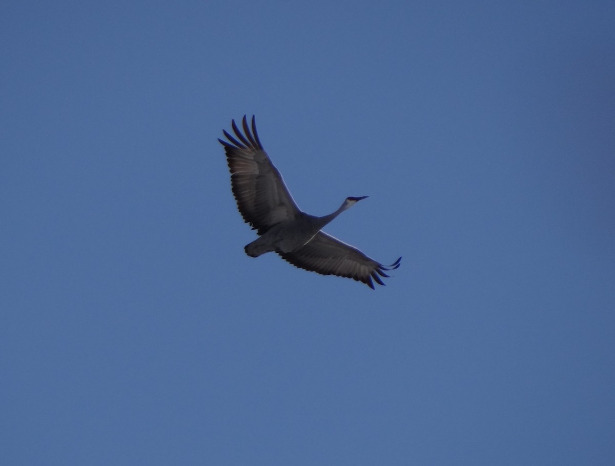 Sandhill Crane - Marlene Hart