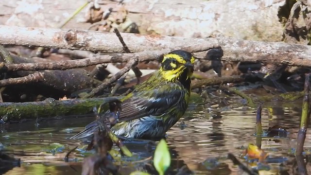 Townsend's Warbler - ML345252141