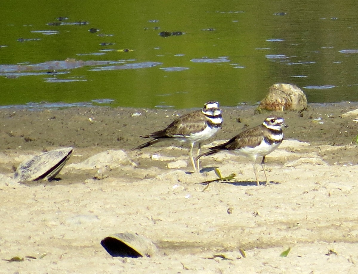 Killdeer - ML34525221