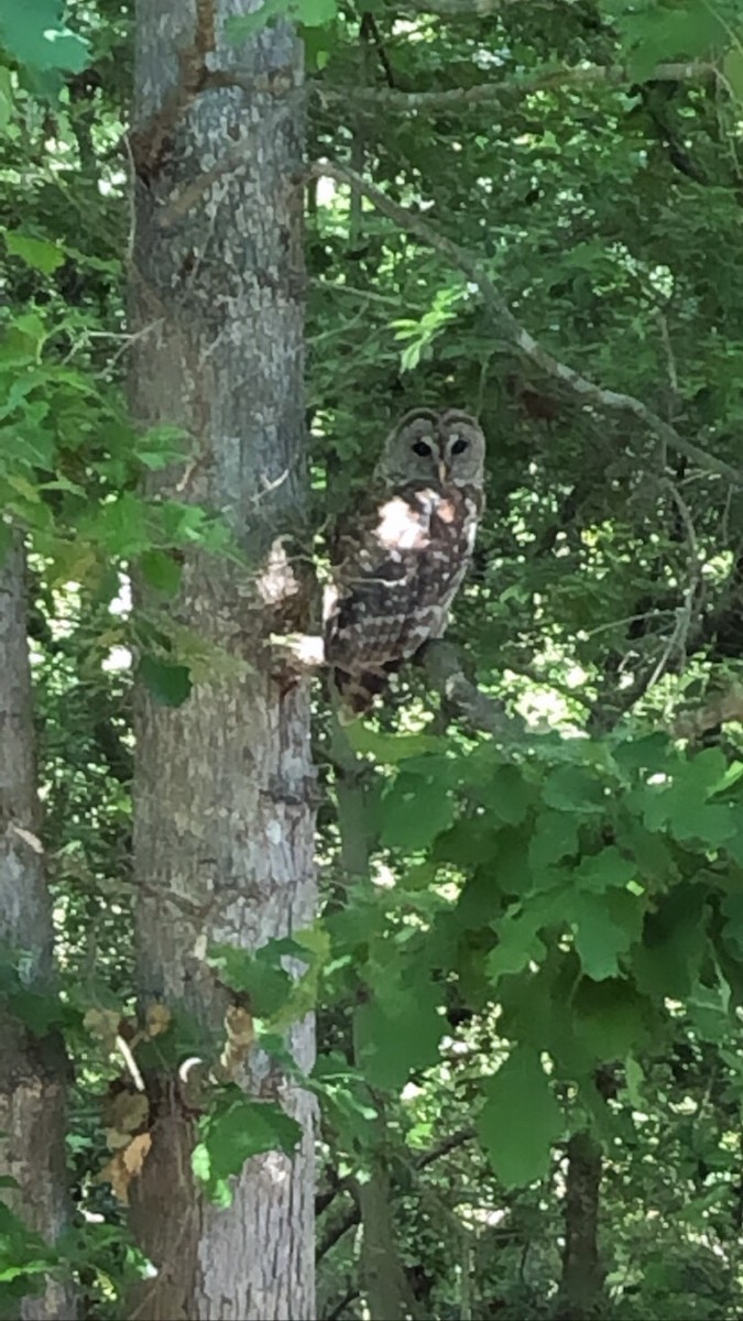 Barred Owl - ML345252421