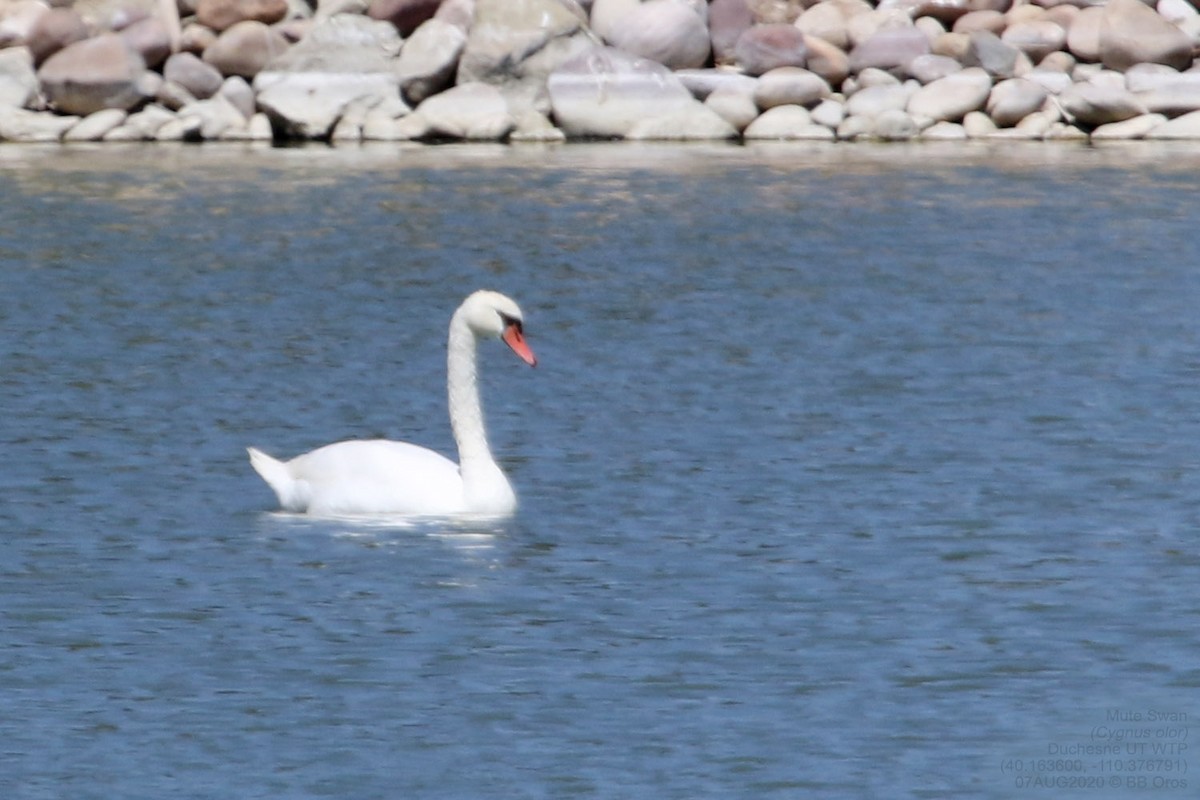 Cygne tuberculé - ML345252581