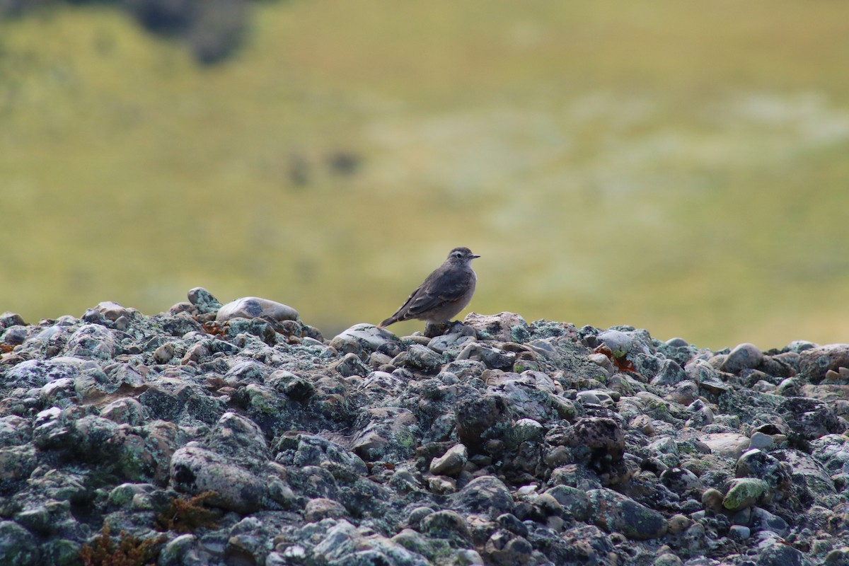 Rufous-banded Miner - ML345254281