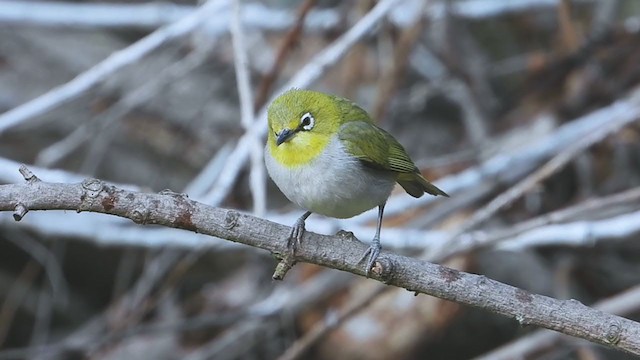 Swinhoe's White-eye - ML345254621