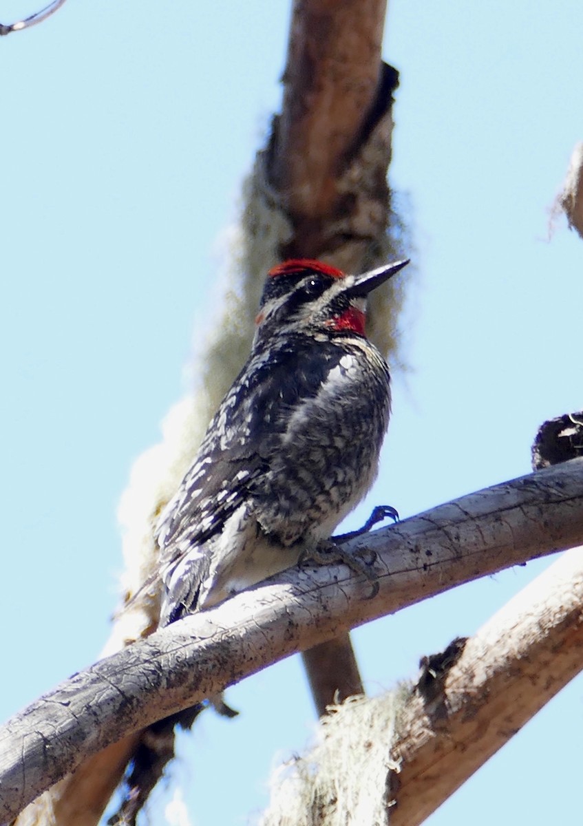 Red-naped Sapsucker - ML345256161