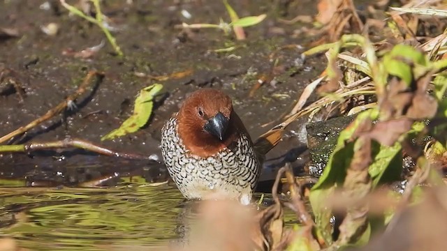 Scaly-breasted Munia - ML345256481