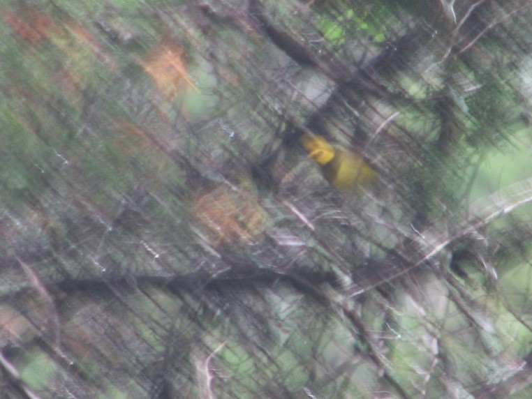 Hooded Warbler - ML345256691