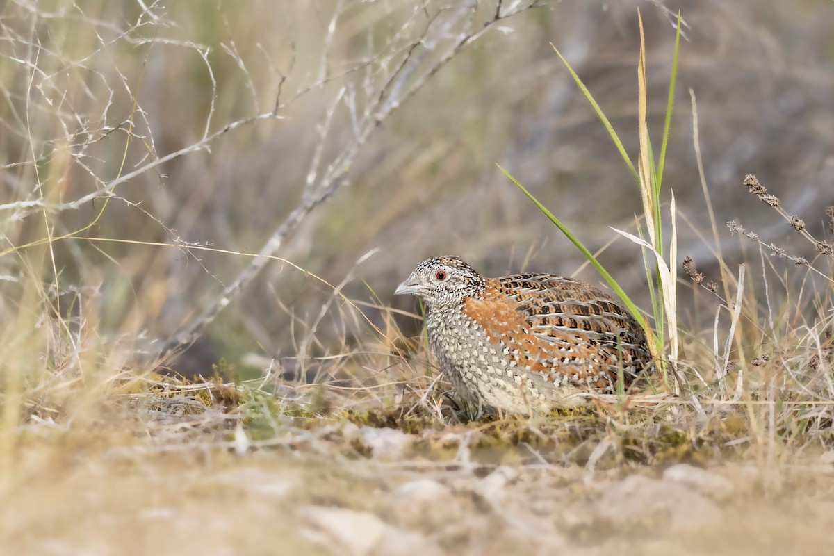 Painted Buttonquail - ML345258121