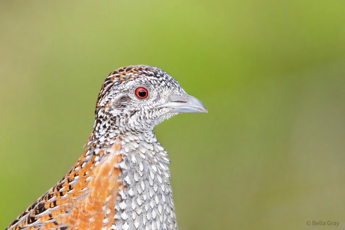 Painted Buttonquail - ML345258181
