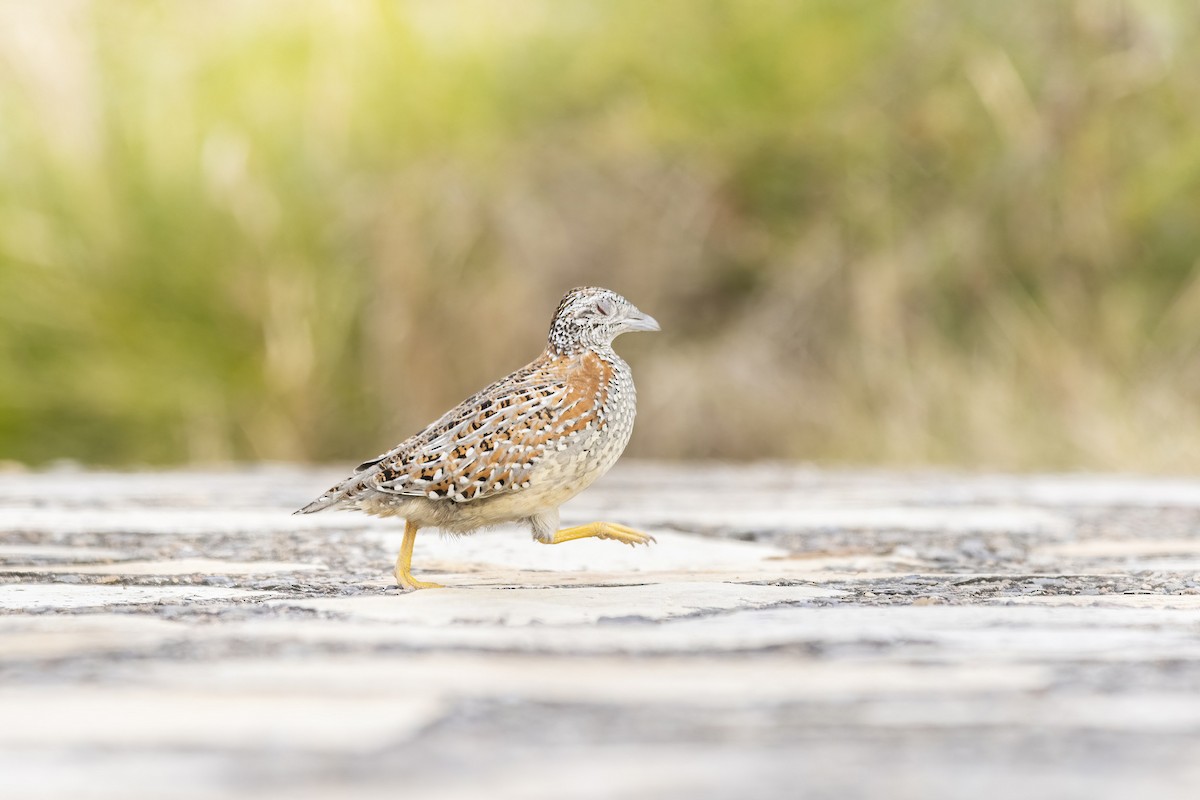Painted Buttonquail - ML345258501