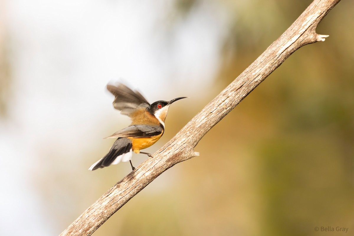 Eastern Spinebill - ML345258701