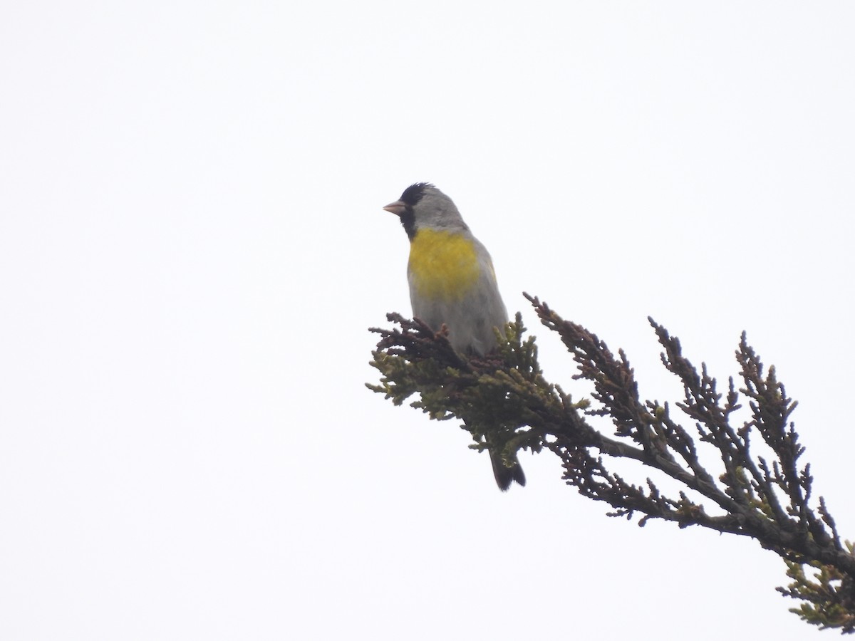 Lawrence's Goldfinch - ML345258911