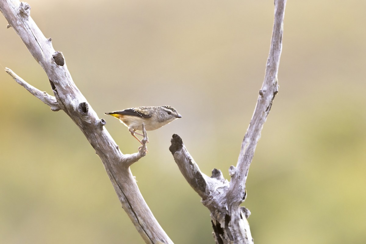 Spotted Pardalote - ML345259121