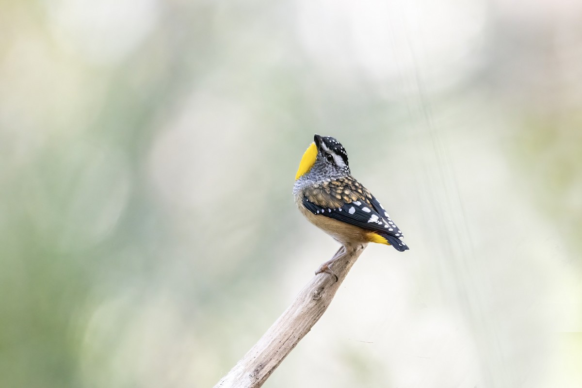 Pardalote pointillé - ML345259661