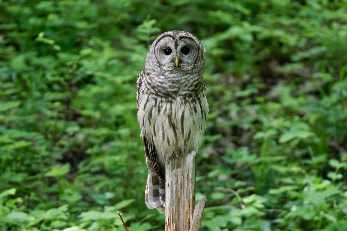 Barred Owl - ML345260031