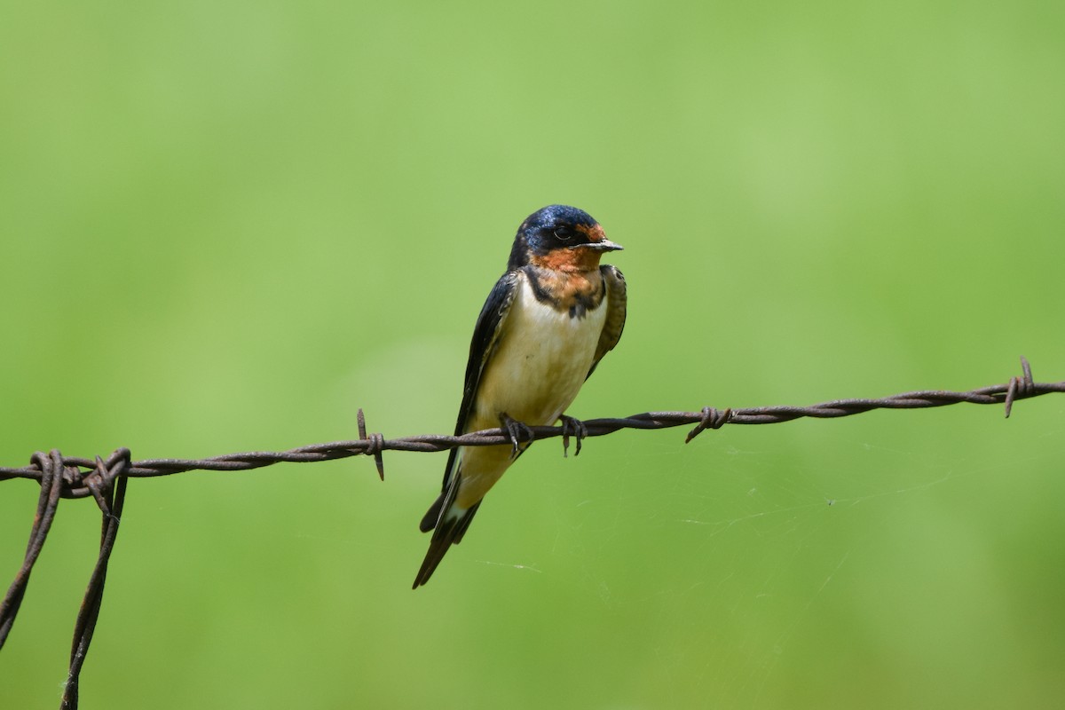 Barn Swallow (American) - ML345260261