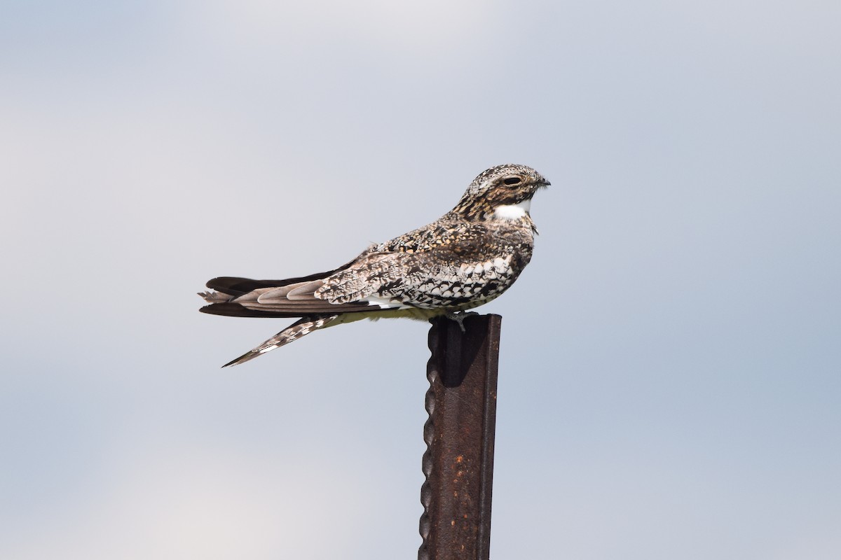 Common Nighthawk - ML345260301