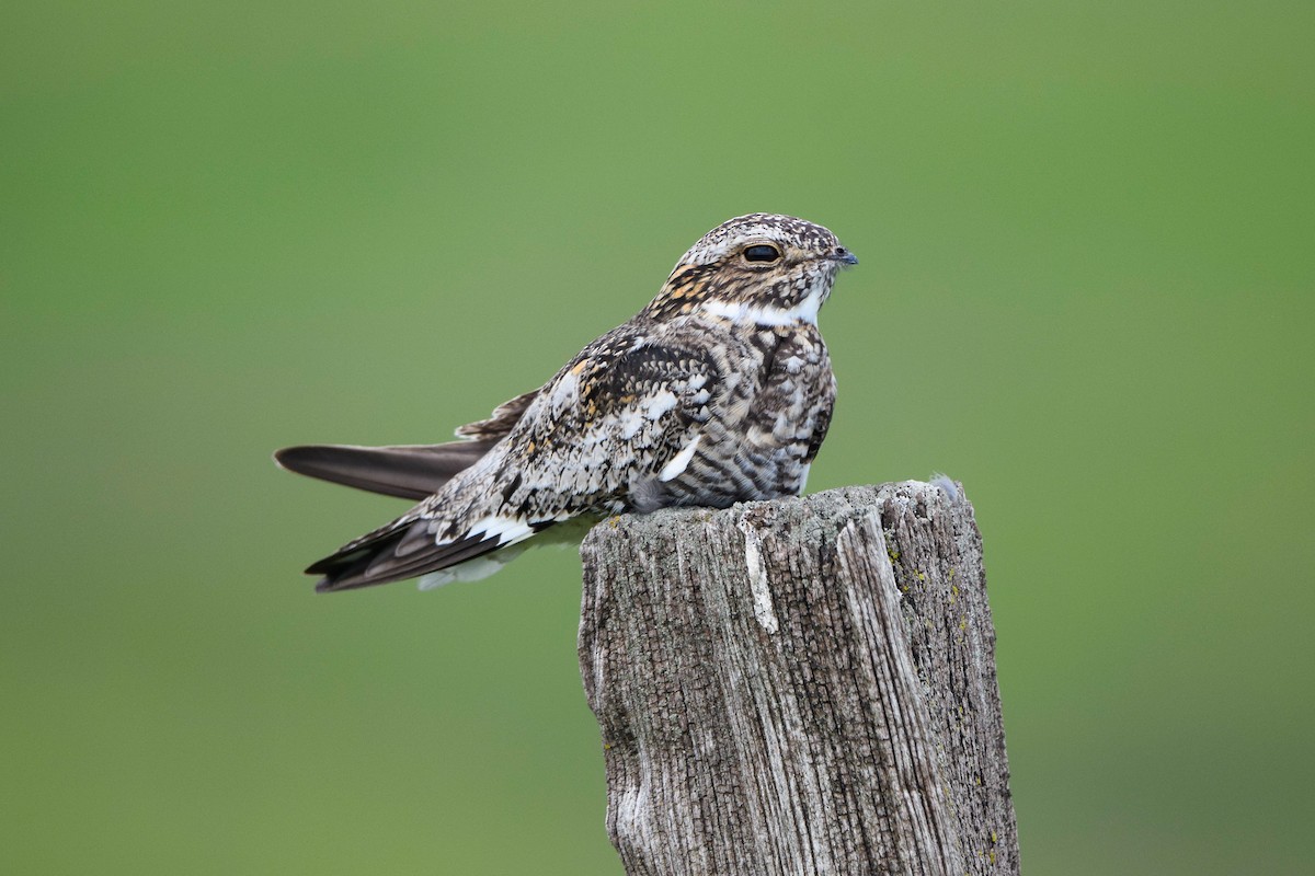 Common Nighthawk - ML345260381