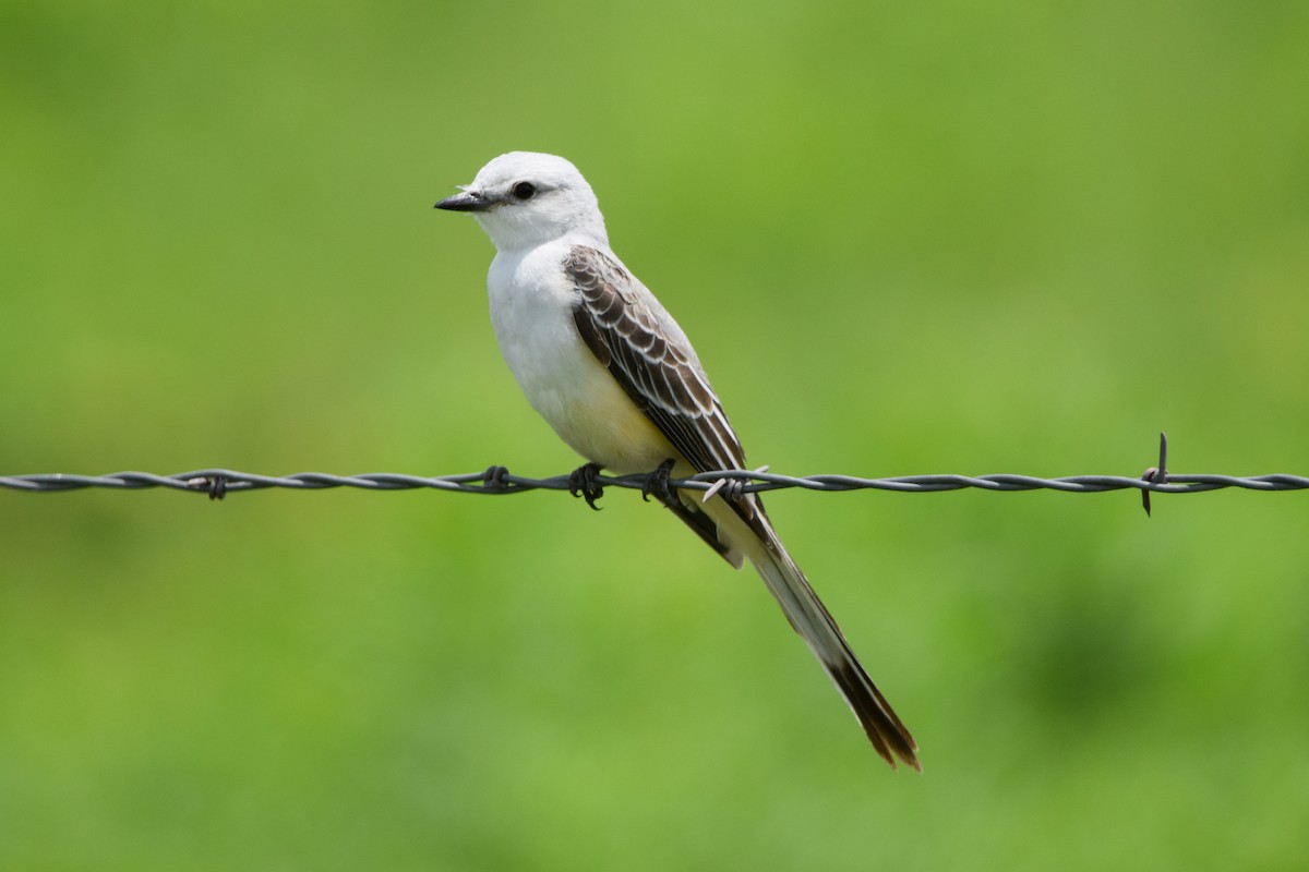 Scissor-tailed Flycatcher - ML345260431